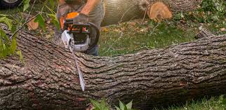 Best Tree Maintenance Programs  in Atlanta, TX